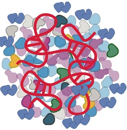 X-Chromosome Regulation